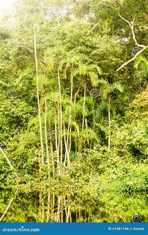 Dense Jungle Vegetation Stock Photo Image Of Bush Life 61381746