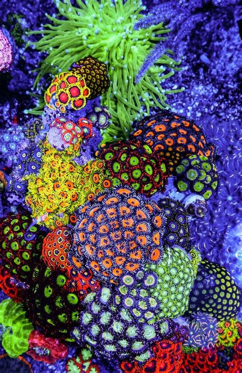 Coral Zoanthids Saltwater Tank Marine Life Underwater Life