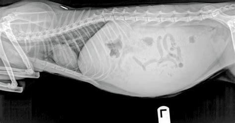 Abdominal Effusion In A Cat Vet Times