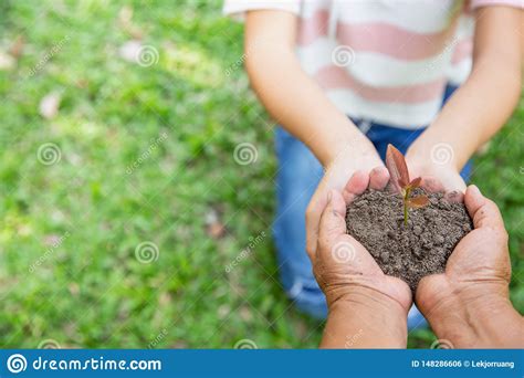 Environment Earth Day Hands Of Old Women And Young Women Holding Tree