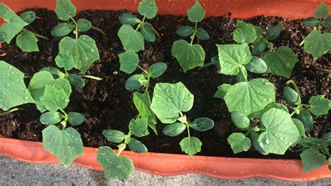 How To Grow Cucumber From Seeds Very Fast And Easy2 Days Sprouts Youtube