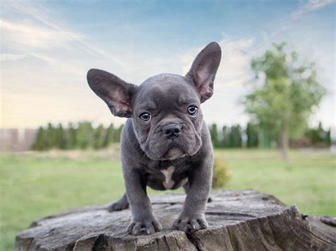 The french bulldog, also known as the bouledogue francais, or frenchie, looks like a miniature bulldog. Blue French Bulldog - The Best Care Tips - Frenchie World Shop