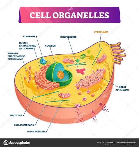 Cell Organelles Biological Anatomy Vector Illustration Diagram Stock