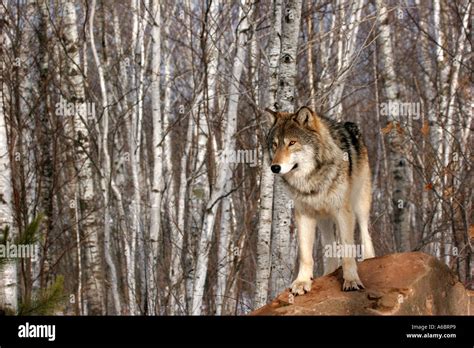Brown Timber Wolf In Northern Minnesota Stock Photo Alamy