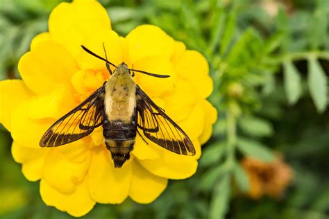Snowberry Clearwing Moth Insect Facts Hemaris Diffinis A Z Animals