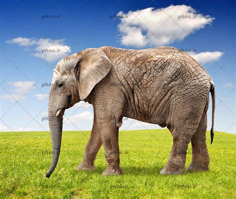 عکس فیل در طبیعت در مقابل آسمان آبی عکس با کیفیت و تصاویر استوک حرفه ای
