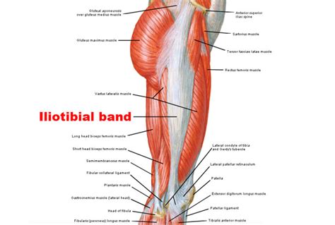 Iliotibial Band Syndrome In Runners Part 1 Sisu Wolf Dr Ellie Somers