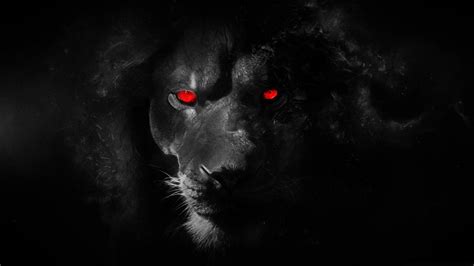 Lion Eyes Wallpapers Wallpaper Cave