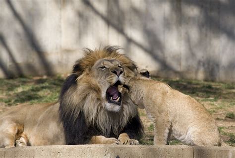 National Zoos Lions Celebrate Springs Arrival The Smiths Flickr