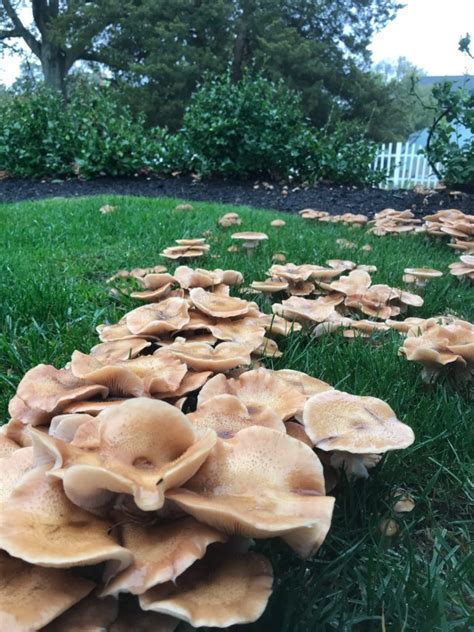 Mushrooms In Lawn How To Manage The Fungus Among Us The Money Pit