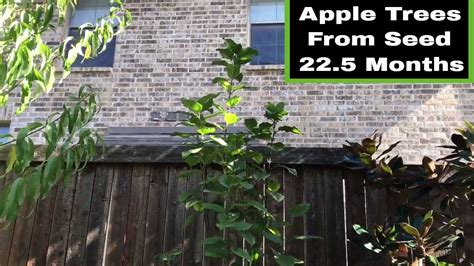 You can do this for many varieties of apple trees, the ones i chose were a. Growing Apple Trees From Seeds - 22.5 Months Old - YouTube