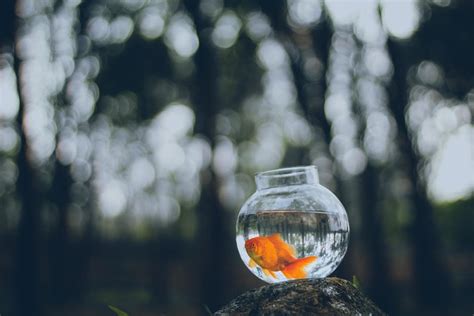 How To Become A Fish Doctor Guide For Aquatic Veterinarians