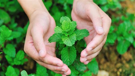 Medicinal Uses Of Mint Leavespudina Youtube