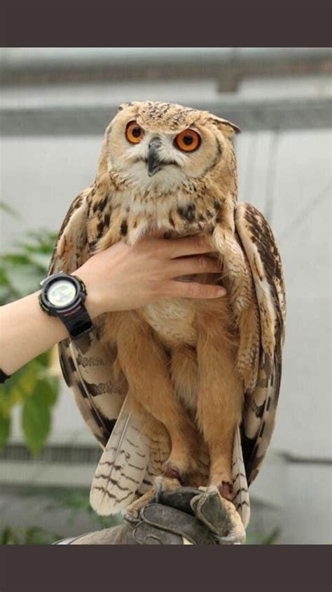 Owl Legs Clătită Blog