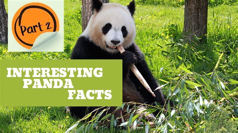 Interesting Facts About Panda Youtube