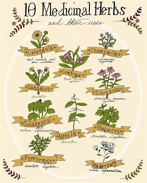 Chart Of Herbs And Their Medicinal Uses