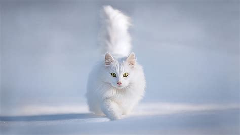 1284x2778px Free Download Hd Wallpaper Snow White Cats Animals