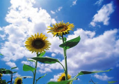 太陽與陽光 每日頭條