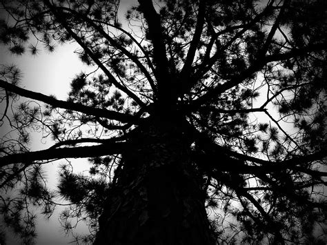 Tree Black And White · Free Photo On Pixabay