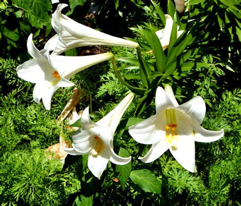 Free Stock Photos Rgbstock Free Stock Images White Easter Lily2
