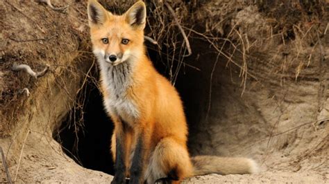 The Cutest And Funniest Fox Names Adorable And Humorous Ideas For