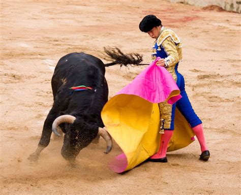 are there any benefits to bullfighting examining the controversial tradition