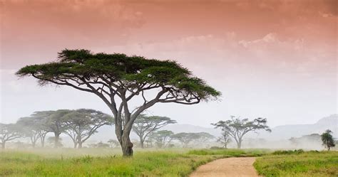 Landscape And Vegetation In Serengeti Tanzania