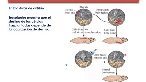 Mecanismos Celulares Del Desarrollo 1 Especificación Y Determinación