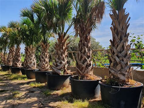 Facts About The Sabal Palm Tree The State Tree Of Florida