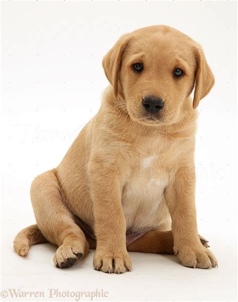 Dog Yellow Labrador Pup Sitting Photo Wp09817