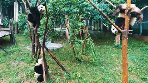 How To Visit Chinas Chengdu Panda Base