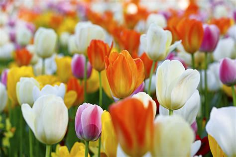 Free Photo Spring Flowers Color Colorful Flora Free