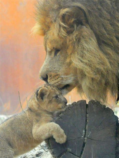 Последние твиты от schattige dieren (@schattigedieren). Pin op apparte dieren