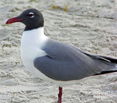Laughing Gull At Amelia Island Photograph By D Hackett Pixels