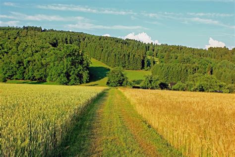 Getreide Wiesen Wald Und Ein Versteckter Hochsitz Foto And Bild