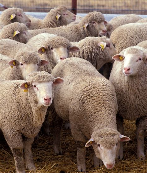 Animal Husbandry Sheep Rearing