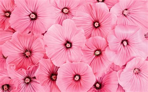 Free Download Wallpapers Pink Flowers Desktop Backgrounds Pink Flowers