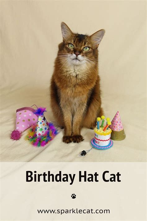 Birthday Hat Cat In 2021 Birthday Hat Cat Birthday Cats
