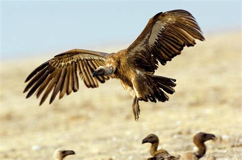 White Backed Vulture In Flight Photograph By Tony Camachoscience Photo