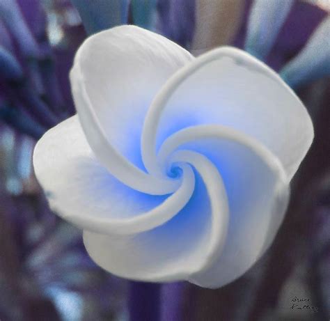 Light Blue Plumeria Painting By Bruce Nutting