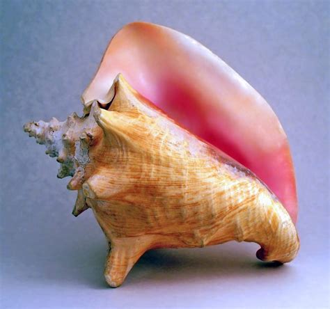 15 Rarest Seashells In The World