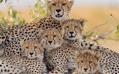 Cheetah Conservation Fund Namibia Tourism Directory
