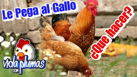 Descubre Por Qu No Todos Los Pollos Son Gallos