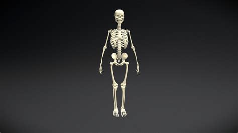 Adult Male Skeleton Buy Royalty Free 3d Model By Mulderach