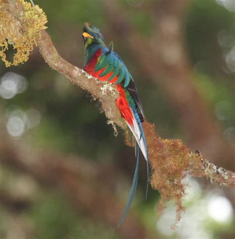 The Resplendent Quetzal The Most Beautiful Bird In The