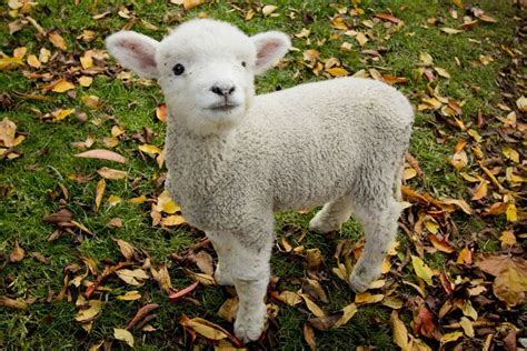 Free Photo Baby Lamb Baby Cute Field Free Download