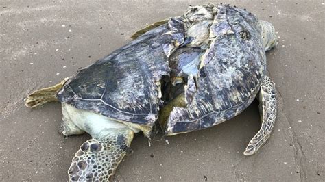 SEA CREATURE аttасk LEADS TO TURTLE S SHELL сгасkіпɡ STRANDED AND IN