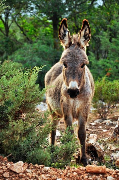 2 Brown And Grey Donkey Closeup Photography · Free Stock Photo