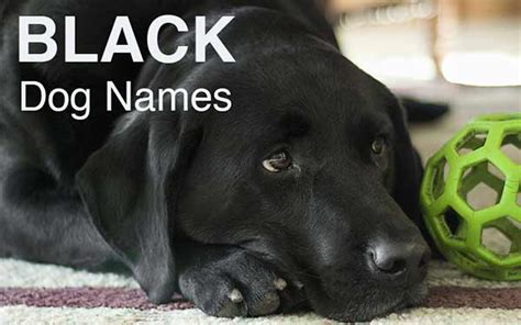 Many people like to use the coat color for naming inspiration, and there are a variety of ways to do that. Dog Names: Great Ideas For Naming Your Puppy - The Happy ...