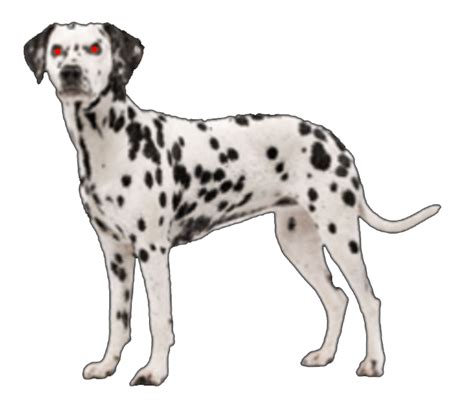 Dalmatian Png High Quality Image Png Arts